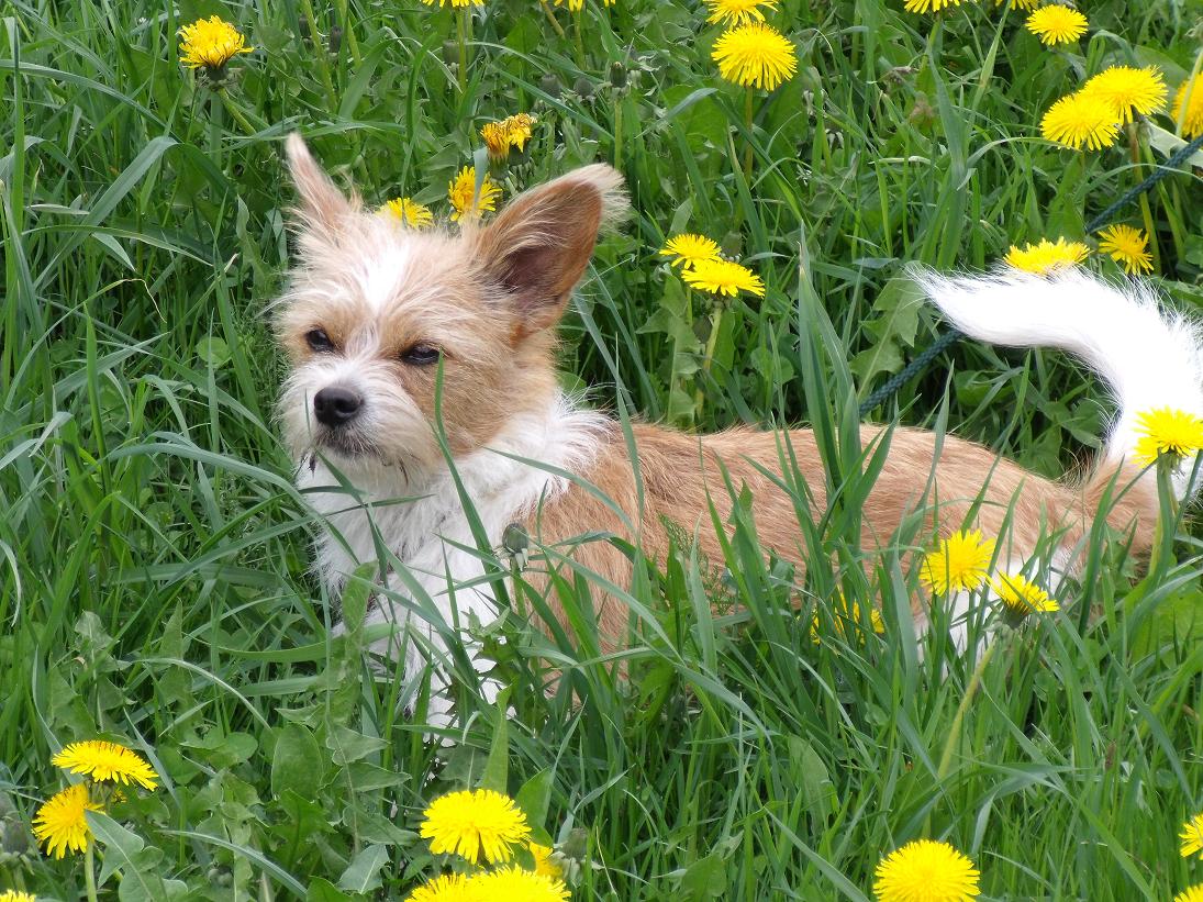 Lisa (Chihuahua, Jack Russell Terrier) Chihuahua Jack Russell Terrier 